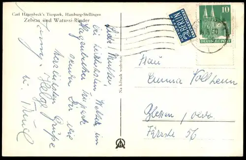 ALTE POSTKARTE ZEBRAS UND WATUSSI RIND CARL HAGENBECK'S TIERPARK Hamburg Hagenbeck Zebra Zoo cow postcard AK cpa