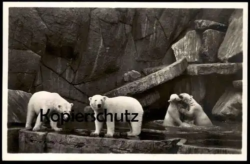 ALTE POSTKARTE NORDLAND-PANORAMA EISBÄREN polar bear ours polaire blanc Bären Hamburg Hagenbeck Tierpark Zoo postcard AK