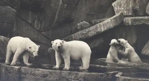 ALTE POSTKARTE NORDLAND-PANORAMA EISBÄREN polar bear ours polaire blanc Bären Hamburg Hagenbeck Tierpark Zoo postcard AK