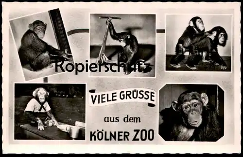 ÄLTERE POSTKARTE VIELE GRÜSSE AUS DEM KÖLNER ZOO AFFE VERMENSCHLICHT monkey chimp Schimpanse chimpanzé AK cpa postcard