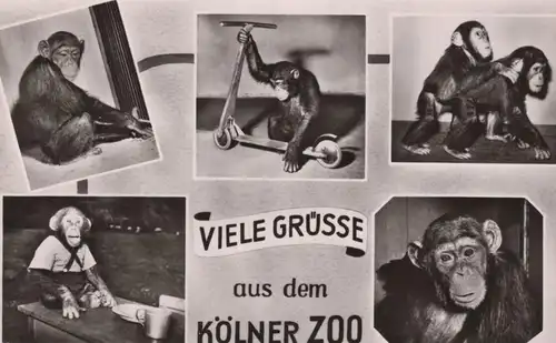 ÄLTERE POSTKARTE VIELE GRÜSSE AUS DEM KÖLNER ZOO AFFE VERMENSCHLICHT monkey chimp Schimpanse chimpanzé AK cpa postcard