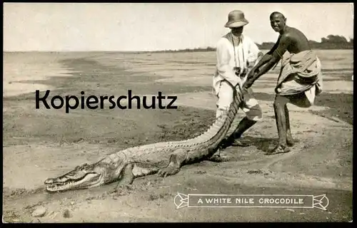 ALTE POSTKARTE A WHITE NILE CROCODILE Krokodil croco alligator cpa AK Ansichtskarte postcard
