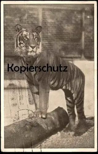 ALTE POSTKARTE WIEN SCHÖNBRUNN TIERGARTEN KÖNIGSTIGER FELIS TIGRIS Zoo zoological garden jardin zoologique Ansichtskarte