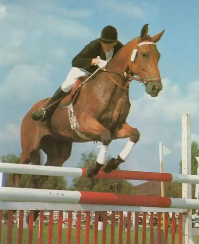 ÄLTERE POSTKARTE REITTURNIER VOLLBLUTSTUTE DOMGRÄFIN SPRINGREITEN Pferd Reitsport show jumping Equitation horse cheval
