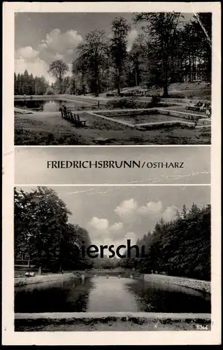 ÄLTERE POSTKARTE FRIEDRICHSBRUNN OSTHARZ Teich See lake bassin Harz Ansichtskarte AK cpa postcard