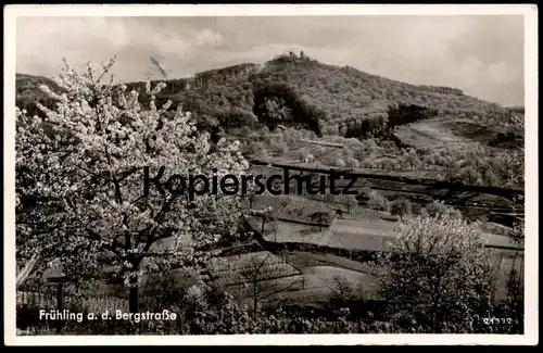 ALTE POSTKARTE FRÜHLING AN DER BERGSTRASSE BLICK NACH DEM AUERBACHER SCHLOSS Bensheim Kirschblüte Kirsche Ansichtskarte