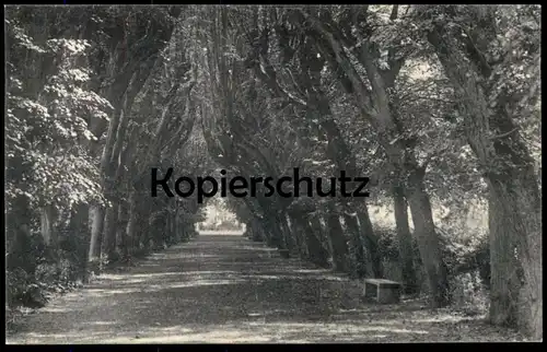 ALTE POSTKARTE DIEBURG ALLEE IM SCHLOSSGARTEN 13.05.1919 Baum tree alley Jakisch Ansichtskarte postcard cpa AK