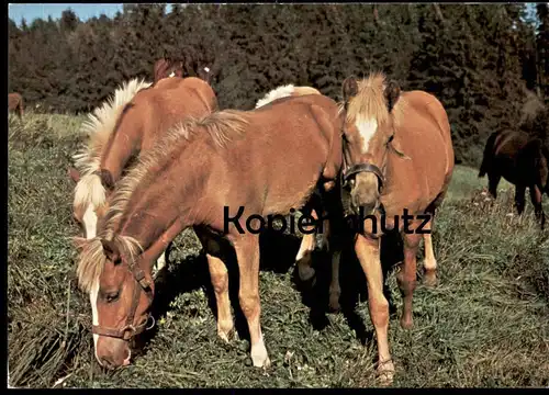 ÄLTERE POSTKARTE PFERDE GRASEN AUF EINER WIESE Weide horses horse cheval Pferd Blesse Ansichtskarte postcard AK cpa