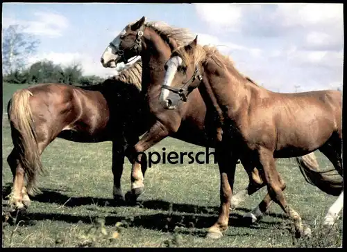 ÄLTERE POSTKARTE WENDY PFERDERASSEN FREDERIKSBORGER PFERDE Weide horses horse cheval Pferd Blesse Ansichtskarte postcard