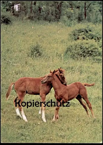 ÄLTERE POSTKARTE FOHLEN SPIELEN TOLLEN AUF WIESE young horses playing horse Pferd cheval Pferde Ansichtskarte postcard