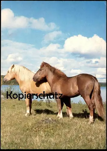 ÄLTERE POSTKARTE ZWEI PFERDE AUF EINER WEIDE WIESE two horses horse Pferd cheval Pferde Ansichtskarte postcard AK cpa