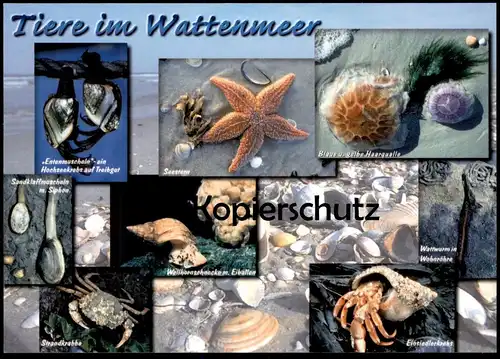 POSTKARTE TIERE IM WATTENMEER MUSCHEL COQUILLAGE DE MER sea Shell Seestern star etoile Krebs crab crabe postcard cpa