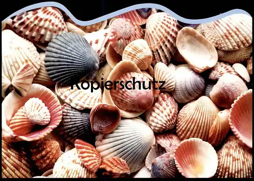 POSTKARTE MEER MUSCHELFELD MUSCHEL MUSCHELN COQUILLAGE DE MER sea shell Ansichtskarte cpa postcard AK