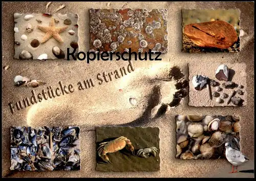 POSTKARTE FUNDSTÜCKE AM STRAND MEER MUSCHEL COQUILLAGE DE MER Krebs seastar Seestern etoile postcard Ansichtskarte shell