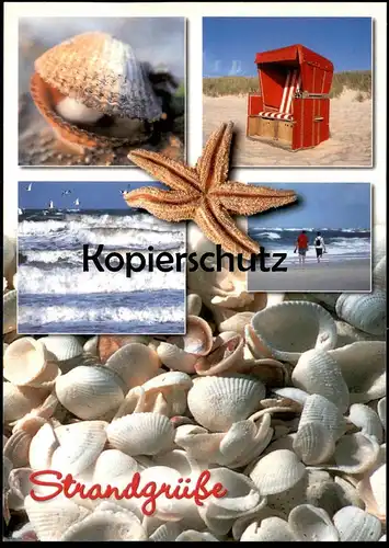 POSTKARTE STRANDGRÜSSE SEE MEER MUSCHEL SEESTERN COQUILLAGE DE MER Möwe seastar etoile shell postcard Ansichtskarte AK