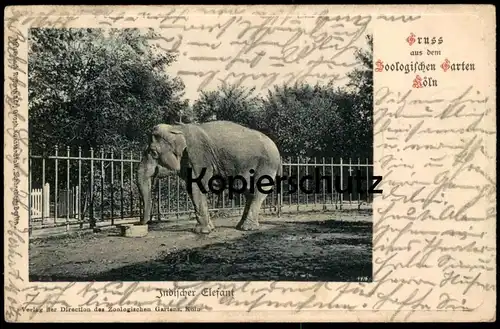 ALTE POSTKARTE GRUSS AUS DEM ZOO KÖLN INDISCHER ELEFANT JARDIN ZOOLOGIQUE PARQUE ZOOLOGICO ELEPHANT Elefante Tusker