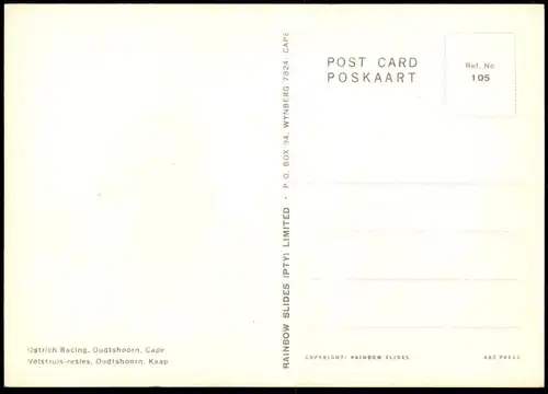 ÄLTERE POSTKARTE STRAUSSENRENNEN OSTRICH RACING OUDTSHOORN CAPE Kaap Volstruis-resies autruche Vogel Strauss postcard