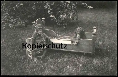 ALTE POSTKARTE LILLI UND MARIE CHIMPANSEN CARL HAGENBECK'S TIERPARK HAMBURG STELLINGEN Schimpanse chimp Affe ape AK