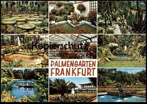 POSTKARTE PALMENGARTEN FRANKFURT Garten Garden jardin Blumen Kaktus Kakteen Seerose water lily flowers nymphea cactus AK