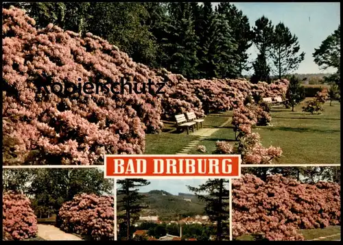 POSTKARTE BAD DRIBURG RHODODENDRON Plfanze Blumen Blume Flower Flowers Fleur Fleurs Pflanzen Ansichtskarte cpa postcard