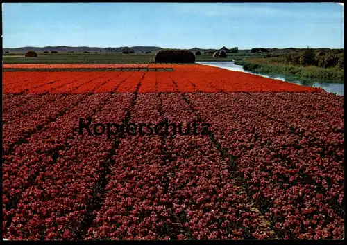 ÄLTERE POSTKARTE HOLLAND BLOEMENLAND BLUMEN TULPEN Tulip Tulipe Flowers Fleurs Bloemen Blume Nederland Niederlande