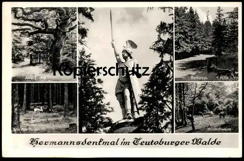 ALTE POSTKARTE HERMANNSDENKMAL IM TEUTOBURGER WALDE DETMOLD ALTE EICHE Oak Tree Arbre Baum Deer Hirsch Wildschwein AK