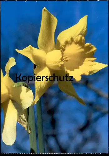 ÄLTERE POSTKARTE GELBE NARZISSE OSTERGLOCKE NARCISSUS PSEUDONARCISSUS L. Blume daffodil postcard cpa AK Ansichtskarte