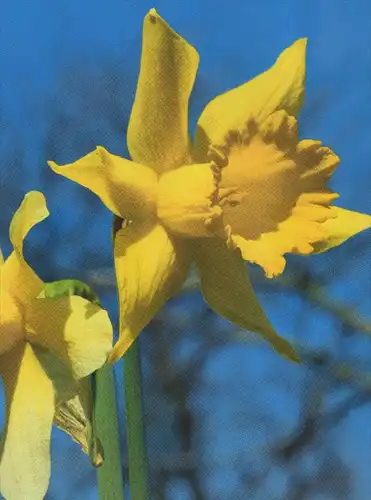 ÄLTERE POSTKARTE GELBE NARZISSE OSTERGLOCKE NARCISSUS PSEUDONARCISSUS L. Blume daffodil postcard cpa AK Ansichtskarte