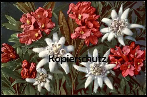 ALTE POSTKARTE RHODODENDRON FERRUGINEUM EDELWEISS ROSTBLÄTTRIGE ALPENROSE NEBELHORN cpa postcard AK Ansichtskarte