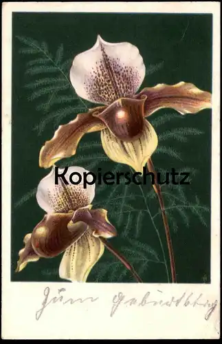 ALTE POSTKARTE ORCHIDEE ORCHID ORCHIDEA 1946 Botanik Plfanze Blume flower Verlag Hans Glogner Ansichtskarte postcard cpa
