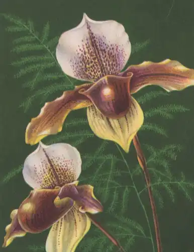 ALTE POSTKARTE ORCHIDEE ORCHID ORCHIDEA 1946 Botanik Plfanze Blume flower Verlag Hans Glogner Ansichtskarte postcard cpa
