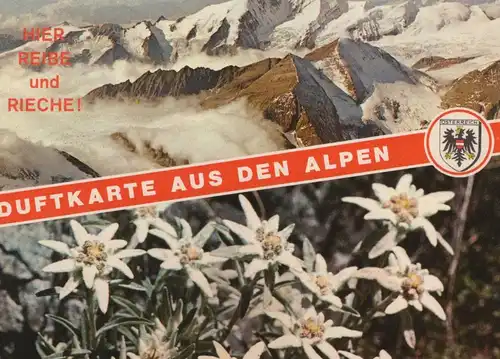 ÄLTERE POSTKARTE DUFTKARTE AUS DEN ALPEN EDELWEISS KIEFERNDUFT REIBE HIER UND RIECHE AK cpa postcard Ansichtskarte