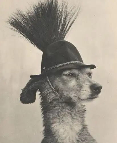 ALTE POSTKARTE HUND VERMENSCHLICHT JAGDHUT GAMSBART TRACHTENHUT humanized dog chien Ansichtskarte postcard cpa AK
