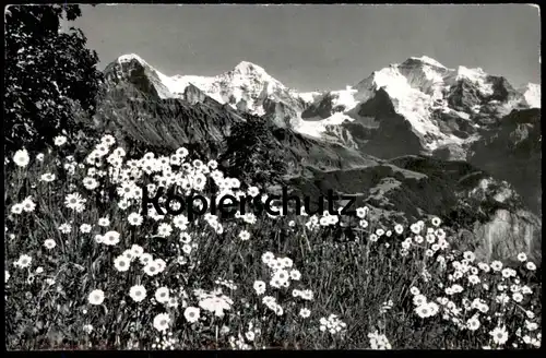 ÄLTERE POSTKARTE SCHWEIZ EIGER MÖNCH UND JUNGFRAU CHRYSANTHEMUM LEUCANTHEMUM WUCHERBLUME Botanik Blumen Blume cpa
