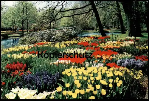 ÄLTERE POSTKARTE BLUMEN HOLLAND IN BLOEMENTOOI BLUMENSCHMUCK KEUKENHOF Flowers Fleurs Bloemen Nederland Niederlande