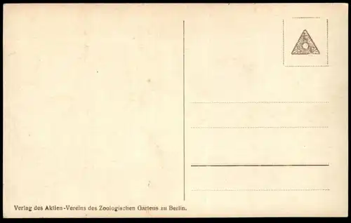 ALTE POSTKARTE BERLIN ZOO KANINCHEN Zoologischer Garten Tierpark rabbit rabbits lapin bunny postcard AK