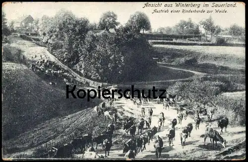 ALTE POSTKARTE WINTERBERG IM SAUERLAND AUSTRIEB EINER RINDERHERDE Kühe cow vache cows Rinder cpa postcard Ansichtskarte