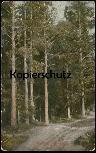 ALTE POSTKARTE RUSSISCHE LANDSCHAFT PAYSAGES RUSSES Russia La Russie Russland Wald forest postcard AK cpa Ansichtskarte