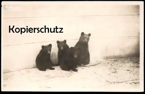 ALTE POSTKARTE BERN BÄREN 1927 Bär bear ours Tierpark zoological garden bears postcard AK Ansichtskarte cpa