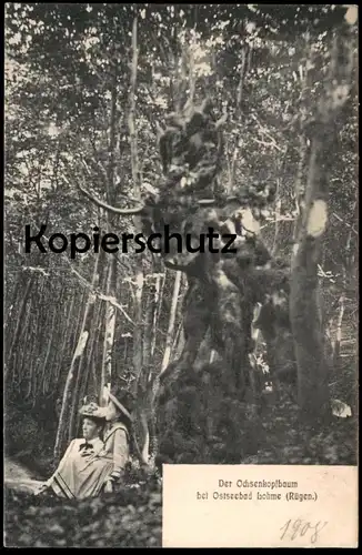 ALTE POSTKARTE DER OCHSENKOPFBAUM BEI LOHME INSEL RÜGEN Baum tree arbre Ochse Stier Kuh cow Ansichtskarte postcard cpa