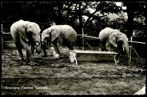 ÄLTERE POSTKARTE KRONBERG IM TAUNUS TIERPARK ELEFANTEN Zoo Elefant elephant elephants tusker cpa postcard AK postcard