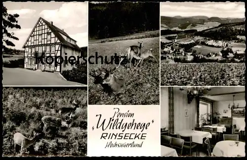 ÄLTERE POSTKARTE PENSION WILDGEHEGE RINSECKE HOCHSAUERLAND Kirchundem Hirsch Reh deer cerf Sauerland Ansichtskarte cpa