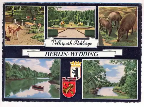 ÄLTERE POSTKARTE BERLIN WEDDING TIERPARK REHBERGE Hirsch Rehe Reh Wildschweine Zoo Park Ansichtskarte AK cpa postcard