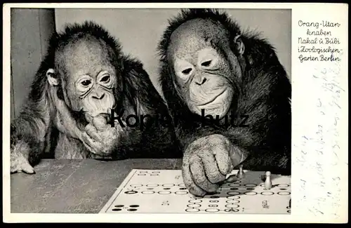 ALTE POSTKARTE ZOO BERLIN ORANG UTAN NAKAL BUBI MENSCH ÄRGERE DICH NICHT JARDIN ZOOLOGIQUE ZOOLOGICA Affe orang-outan AK