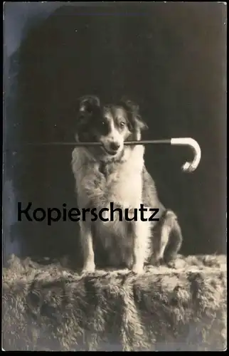 ALTE POSTKARTE HUND MIT SPAZIERSTOCK DRESSUR COLLIE colley ? training Stock dog chien cpa postcard Ansichtskarte