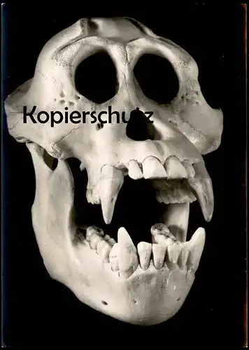 ÄLTERE POSTKARTE SCHÄDEL DES MENSCHENAFFEN ORANG-UTAN STUTTGART MUSEUM  FÜR NATURKUNDE ape Affe Ansichtskarte postcard