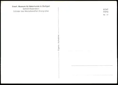 ÄLTERE POSTKARTE SCHÄDEL DES MENSCHENAFFEN ORANG-UTAN STUTTGART MUSEUM  FÜR NATURKUNDE ape Affe Ansichtskarte postcard