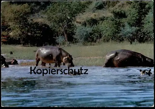 ÄLTERE POSTKARTE HIPPOS TANZANIA FLUSSPFERD FLUSSPFERDE AFRICAN WILD LIFE Hippo Nilpferd Afrika Africa hippopotame cpa