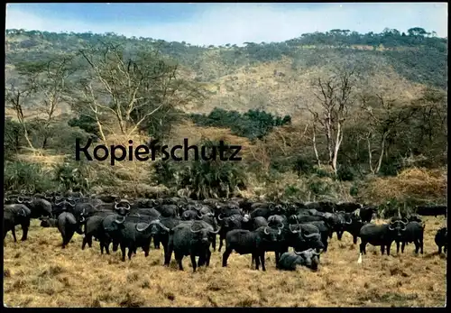 ÄLTERE POSTKARTE BUFFALO HERD IN MANYARA GAME PARK AFRICAN WILD LIFE Tanzania Büffel Rinder Afrika Africa cpa Tansania
