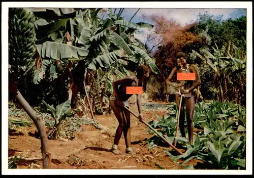 ÄLTERE POSTKARTE AFRIKA ZULU WORKING IN BANANA FIELD AFRICA semi nude Afrique nus postcard cpa Ansichtskarte